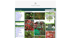 Desktop Screenshot of morsenursery.com